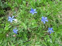 Blauer Alpenenzian &ndash; &copy; Doreen Päßler (Eberhardt TRAVEL)