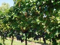 San_Martino_Weingut_Pilars (4) &ndash; &copy; Andreas Höhn (Eberhardt TRAVEL)