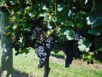 San_Martino_Weingut_Pilars (5) &ndash; &copy; Andreas Höhn (Eberhardt TRAVEL)