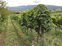 Weinanbau &ndash; &copy; Silvia Buske (Eberhardt TRAVEL)