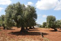 Oliven &ndash; &copy; Irmela Körner (Eberhardt TRAVEL)