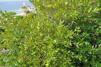 Wanderreise Elba IT-WAELB-69 &ndash; &copy; Martin Büchner (Eberhardt TRAVEL)