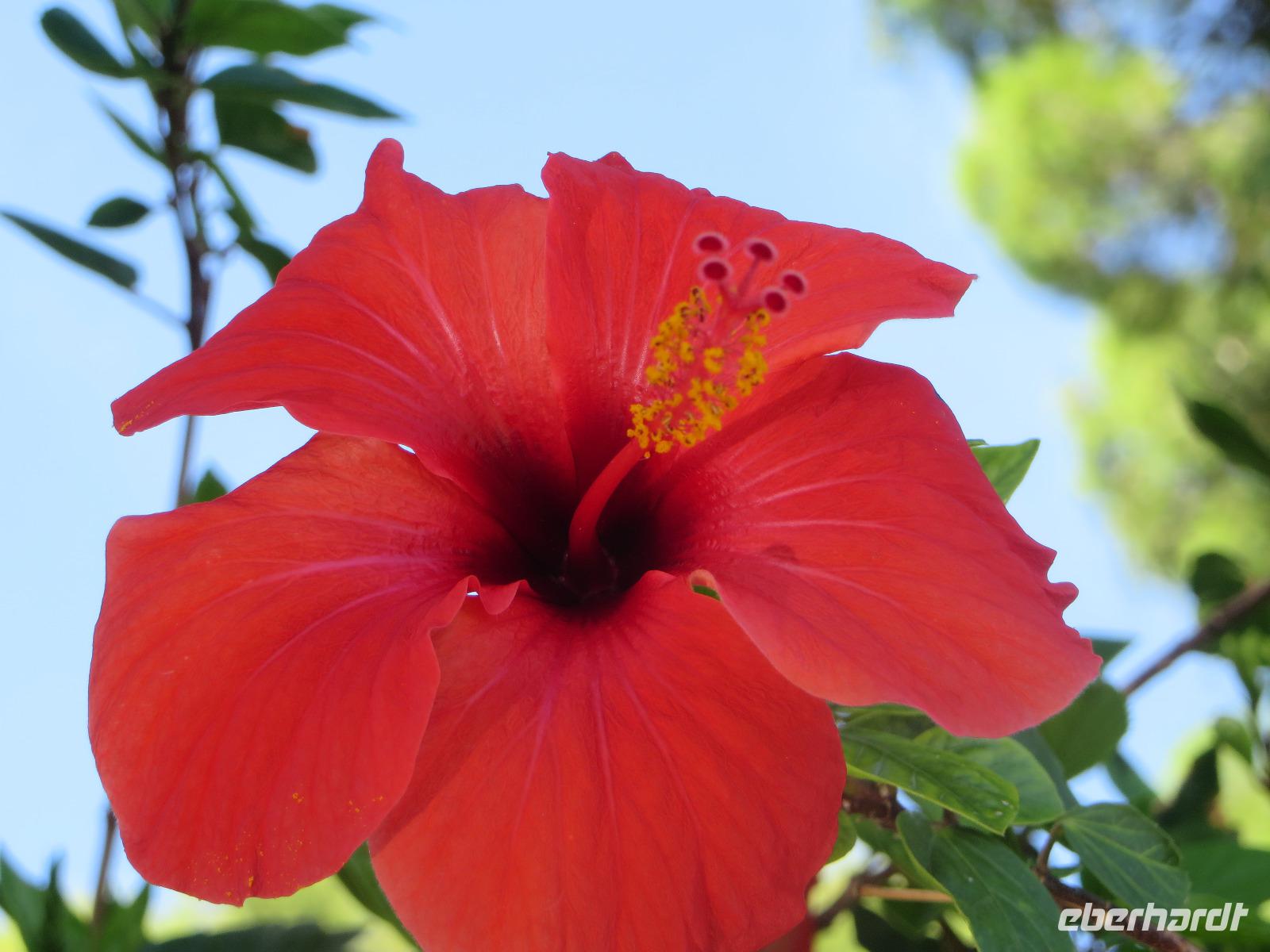Hibiskusblüte auf Capri &ndash; &copy; Wiebke Christ (Eberhardt TRAVEL)