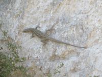 weibliche Gelbe Eidechse bei unserer Wanderung auf Ischia &ndash; &copy; Wiebke Christ (Eberhardt TRAVEL)