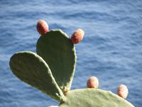 Kaktusfeigen auf dem Castello Aragonese &ndash; &copy; Wiebke Christ (Eberhardt TRAVEL)