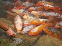 Koi-Füttterung &ndash; &copy; Gabriele Schwarze (Eberhardt TRAVEL)