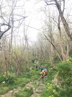 MYSTISCHER WALD