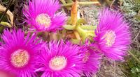 Blumenwelt &ndash; &copy; Kristina Hesse (Eberhardt TRAVEL)