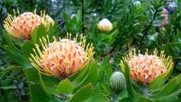 Protea &ndash; &copy; Kristina Hesse (Eberhardt TRAVEL)