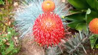 Protea &ndash; &copy; Kristina Hesse (Eberhardt TRAVEL)