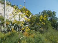 DSCN2676  wilder Fenchel &ndash; &copy; Kerstin Veit (Eberhardt TRAVEL)