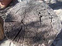 DSCN2730  verwittertes Holz &ndash; &copy; Kerstin Veit (Eberhardt TRAVEL)