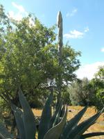  Agave &ndash; &copy; Kerstin Veit (Eberhardt TRAVEL)