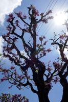 Judas-Baum &ndash; &copy; Philipp Schmitz (Eberhardt TRAVEL)