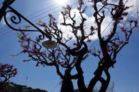 Judas-Baum &ndash; &copy; Philipp Schmitz (Eberhardt TRAVEL)