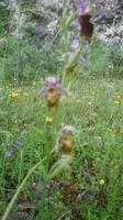 Wilde Orchideen &ndash; &copy; Simone Willner (Eberhardt TRAVEL)