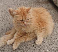 Miau 2 &ndash; &copy; Simone Willner (Eberhardt TRAVEL)