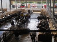 022_14.05.2019 Büffelfarm &ndash; &copy; Kerstin Heintzel (Eberhardt TRAVEL)