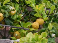 087_18.05.2019 Ravello &ndash; &copy; Kerstin Heintzel (Eberhardt TRAVEL)