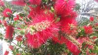 Bonifacio (Flaschenputzer - Callistemon)  &ndash; &copy; Katrin Deutschbein (Eberhardt TRAVEL)