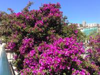 Bougenvillea &ndash; &copy; Uta Schöne (Eberhardt TRAVEL)