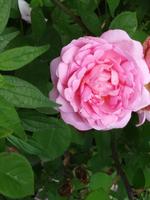 Rosengarten &ndash; &copy; Heike Heinen (Eberhardt TRAVEL)
