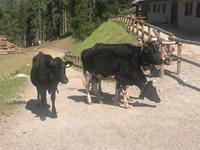 wir werden verfolgt &ndash; &copy; Mathias Schirmer (Eberhardt TRAVEL)