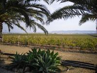 Weingut Tenuta bei Licata &ndash; &copy; Katrin Deutschbein (Eberhardt TRAVEL)