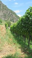 Führung im Weinberg &ndash; &copy; Doreen Päßler (Eberhardt TRAVEL)