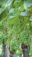 Führung im Weinberg