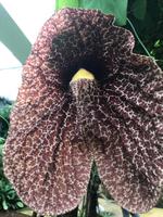 Orchideenwelt &ndash; &copy; Irmela Körner (Eberhardt TRAVEL)