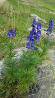 Blauer Eisenhut &ndash; &copy; Betina Marinow (Eberhardt TRAVEL)