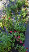 Garten von Schloß Trauttmansdorff &ndash; &copy; Betina Marinow (Eberhardt TRAVEL)