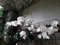 20_Orchideenwelt &ndash; &copy; Walburga Lindner (Eberhardt TRAVEL)