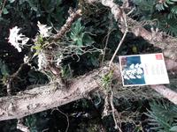 22.Orchidee_Aerengis &ndash; &copy; Walburga Lindner (Eberhardt TRAVEL)