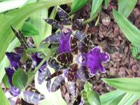 23_Orchidee_Zygopetalum &ndash; &copy; Walburga Lindner (Eberhardt TRAVEL)