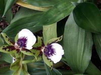 24_Orchidee_Zygopetalum &ndash; &copy; Walburga Lindner (Eberhardt TRAVEL)