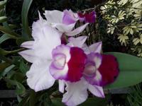 26_Orchidee_Cattleya &ndash; &copy; Walburga Lindner (Eberhardt TRAVEL)