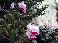 27_Orchidee_Cattleya &ndash; &copy; Walburga Lindner (Eberhardt TRAVEL)