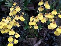 29_Orchidee_Oncidium &ndash; &copy; Walburga Lindner (Eberhardt TRAVEL)