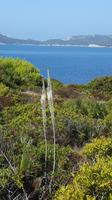 Bucht von Porto Conte &ndash; &copy; Betina Marinow (Eberhardt TRAVEL)