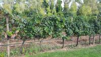 Weingut Azienda Agricola &ndash; &copy; Betina Marinow (Eberhardt TRAVEL)