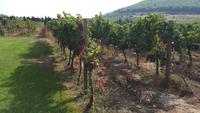 Weingut Azienda Agricola &ndash; &copy; Betina Marinow (Eberhardt TRAVEL)