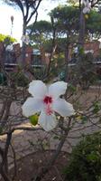 Hotel Corte Rosada - Porto Conte &ndash; &copy; Betina Marinow (Eberhardt TRAVEL)