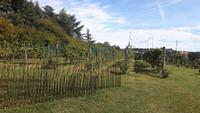 Prosecco-Weinstraße - Weingut 