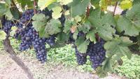 Weingut 