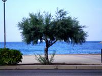 DSCI1166Tamariske &ndash; &copy; Angelika Werner (Eberhardt TRAVEL)