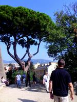DSCI1256Pinie in Bastia &ndash; &copy; Angelika Werner (Eberhardt TRAVEL)