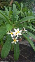 Impressionen aus Ischia - Botanischer Garten 