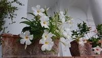 Insel Capri, Blumenpracht am Wanderweg &ndash; &copy; Ria Heilmann (Eberhardt TRAVEL)